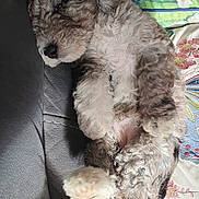 Willow is registered to the contest to win money with this photo: dog, puppy, sleeping, curly_fur, couch, blanket, pillow, fluffy, resting, cozy, indoor, pet, cute, relaxed, animal, snout, paw, fur, home, comfort