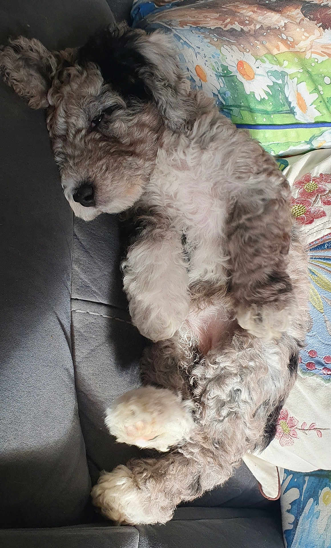 Willow is registered to the contest to win money with this photo: dog, puppy, sleeping, curly_fur, couch, blanket, pillow, fluffy, resting, cozy, indoor, pet, cute, relaxed, animal, snout, paw, fur, home, comfort