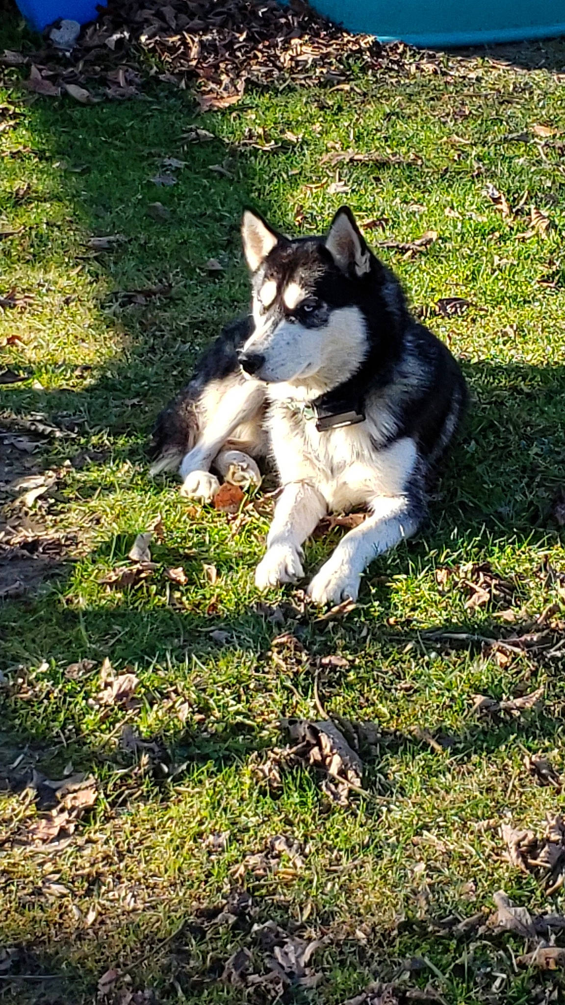 Blaze joined the competition — help win amazing prizes! canidae, carnivore, companion_dog, dog, dog_breed, grass, groundcover, herding_dog, lawn, mammal, sled_dog, snout, sporting_group, tail, vertebrate, working_animal, working_dog