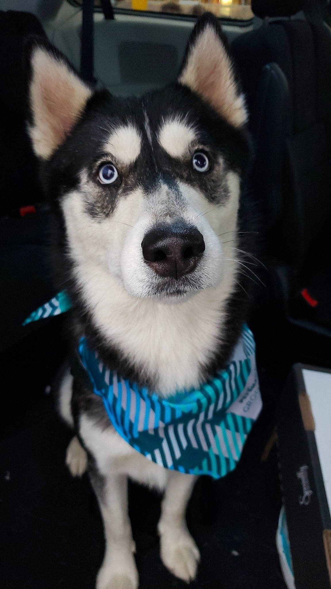 Blaze joined the competition — help win amazing prizes! canidae, carnivore, collar, dog, dog_breed, dog_supply, fur, iris, jaw, pet_supply, photography, sled_dog, snapshot, snout, sporting_group, sweater, tongue, whiskers, working_animal, working_dog