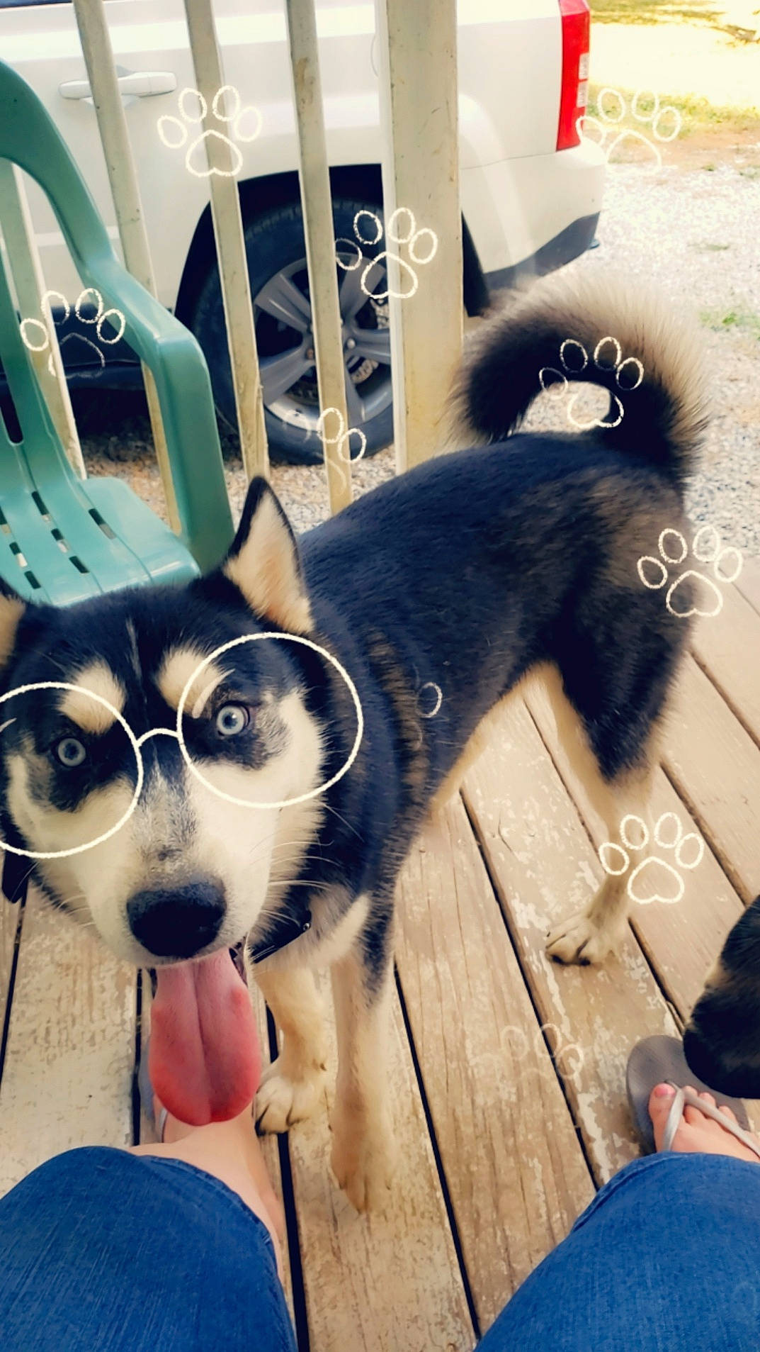 Blaze is registered to the contest to win money with this photo: alaskan_klee_kai, automotive_tail_brake_light, canidae, carnivore, collar, companion_dog, dog, dog_breed, dog_supply, fur, lapponian_herder, leash, natural_material, pet_supply, sled_dog, snout, sporting_group, vertebrate, whiskers, working_animal