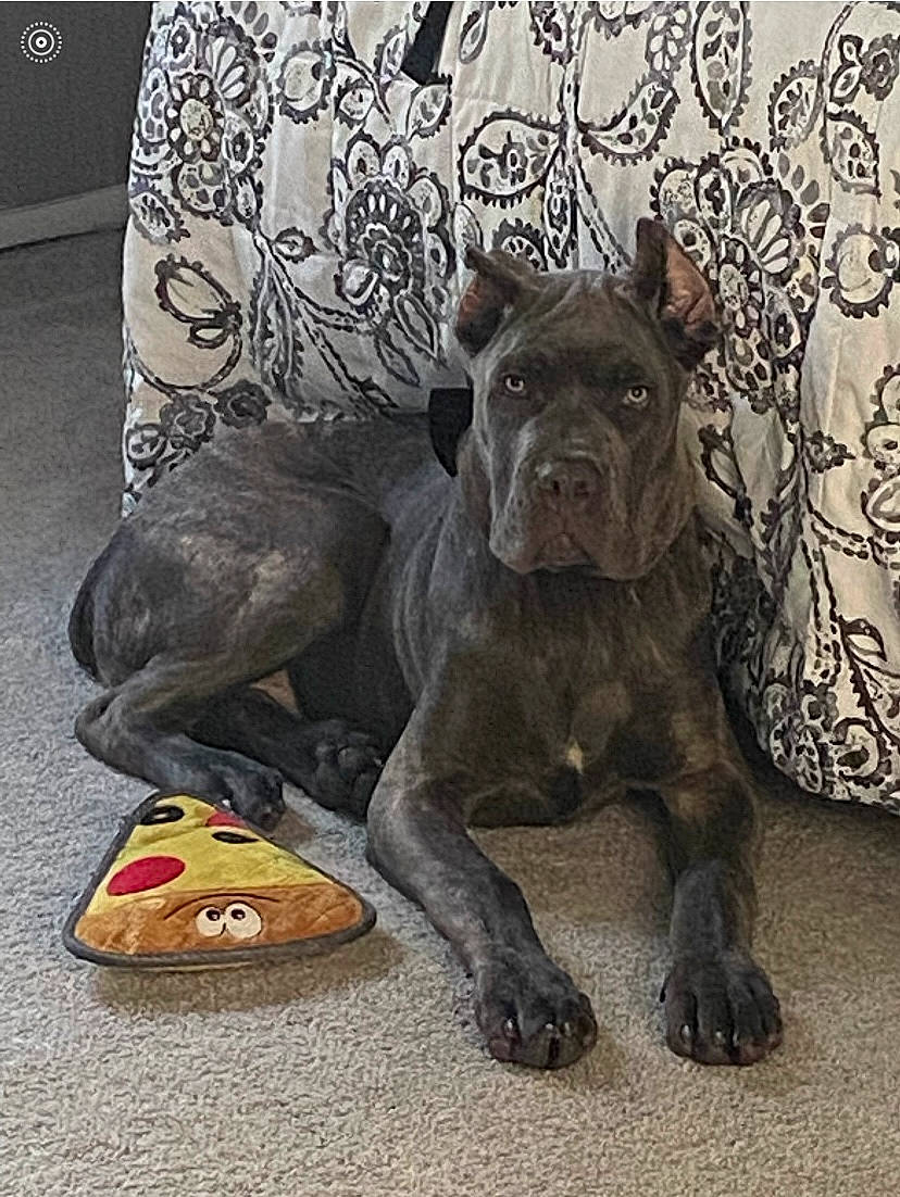 Moose joined the competition — help win amazing prizes! art, bulldog, canidae, carnivore, companion_dog, dog, dog_breed, fawn, felidae, grey, sculpture, snout, sporting_group, tail, terrestrial_animal, toy, toy_dog, whiskers, working_animal, wrinkle