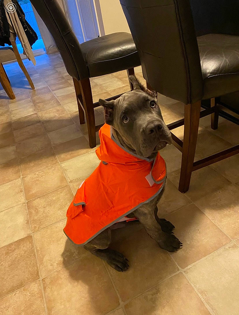 Moose joined the competition — help win amazing prizes! carnivore, chair, companion_dog, dog, dog_breed, dog_clothes, dog_supply, fashion_accessory, fawn, floor, flooring, hardwood, liver, personal_protective_equipment, pet_supply, snout, sporting_group, tail, wood, working_animal