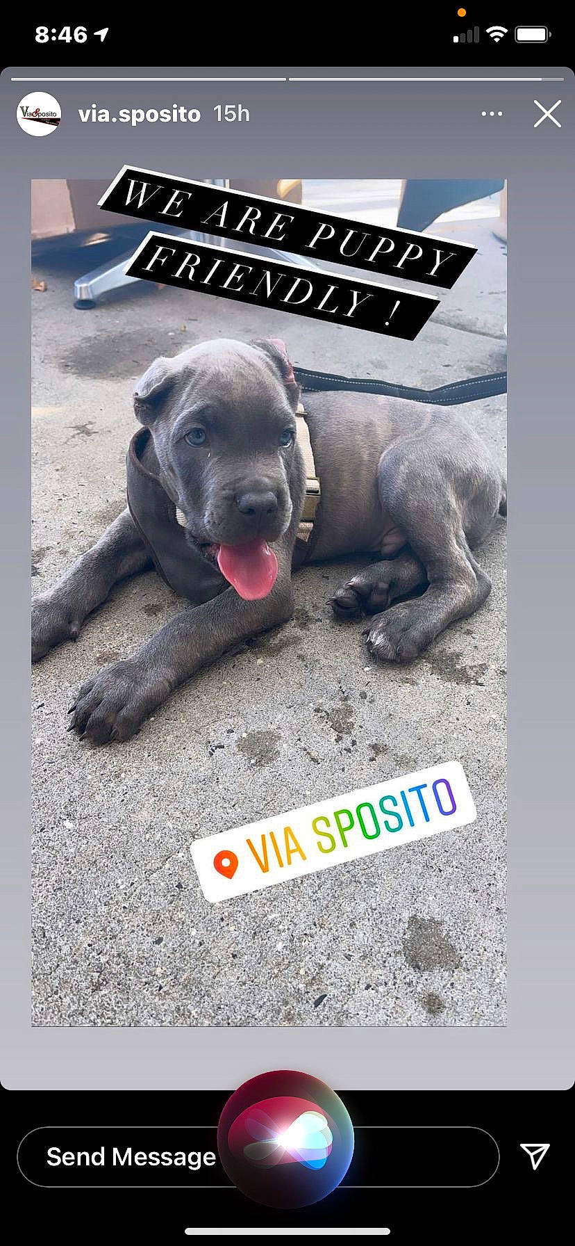 Moose joined the competition — help win amazing prizes! advertising, canidae, carnivore, collar, companion_dog, dog, dog_breed, dog_supply, fawn, font, guard_dog, non_sporting_group, paw, pet_supply, photo_caption, puppy_love, rectangle, sporting_group, terrestrial_animal, working_animal