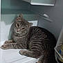 cat, tabby_cat, indoor, refrigerator, appliance, curious, pet, striped_fur, carpet, floor, home, animal, feline, resting, looking_up, whiskers, ears, tail, white, domestic