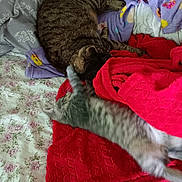 Sadie is registered to the contest to win money with this photo: cat, kitten, bed, blanket, fluffy, striped, stretching, sleeping, cozy, indoor, pet, feline, resting, soft, domestic, animal, cute, relaxed, comfort, colorful
