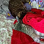 cat, kitten, bed, blanket, fluffy, striped, stretching, sleeping, cozy, indoor, pet, feline, resting, soft, domestic, animal, cute, relaxed, comfort, colorful