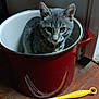 cat, kitten, gray_cat, tabby, pot, cooking_pot, kitchen, wooden_floor, fork, yellow_handle, curious, indoor, pet, animal, domestic_cat, sitting, looking, container, red_pot, closeup
