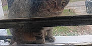 Sadie joined the competition — help win amazing prizes! cat, tabby_cat, window, dusty_window, outdoor, animal, pet, curious, feline, house, car, street, grass, daylight, reflection, blur, dirty, looking, sitting, nature