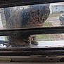 cat, tabby_cat, window, dusty_window, outdoor, animal, pet, curious, feline, house, car, street, grass, daylight, reflection, blur, dirty, looking, sitting, nature