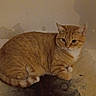 Leo joined the competition — help win amazing prizes! cat, orange_tabby, bathtub, stains, peeling_paint, indoor, animal, pet, feline, resting, dirty, old, grimy, corner, floor, white, wall, quiet, calm, alone