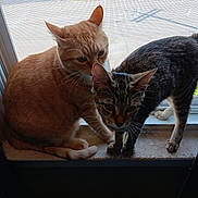 Leo is registered to the contest to win money with this photo: cat, orange_cat, tabby_cat, window, windowsill, pets, animal, feline, indoor, curious, whiskers, ears, tail, fur, natural_light, screen, companions, looking_out, two_animals, closeup