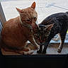 cat, orange_cat, tabby_cat, window, windowsill, pets, animal, feline, indoor, curious, whiskers, ears, tail, fur, natural_light, screen, companions, looking_out, two_animals, closeup