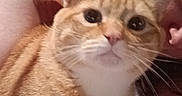 Leo joined the competition — help win amazing prizes! cat, ginger_cat, pet, indoor, close_up, person, red_hair, resting, cute, whiskers, fur, face, eyes, relaxed, cozy, bed, blanket, comfort, animal, domestic