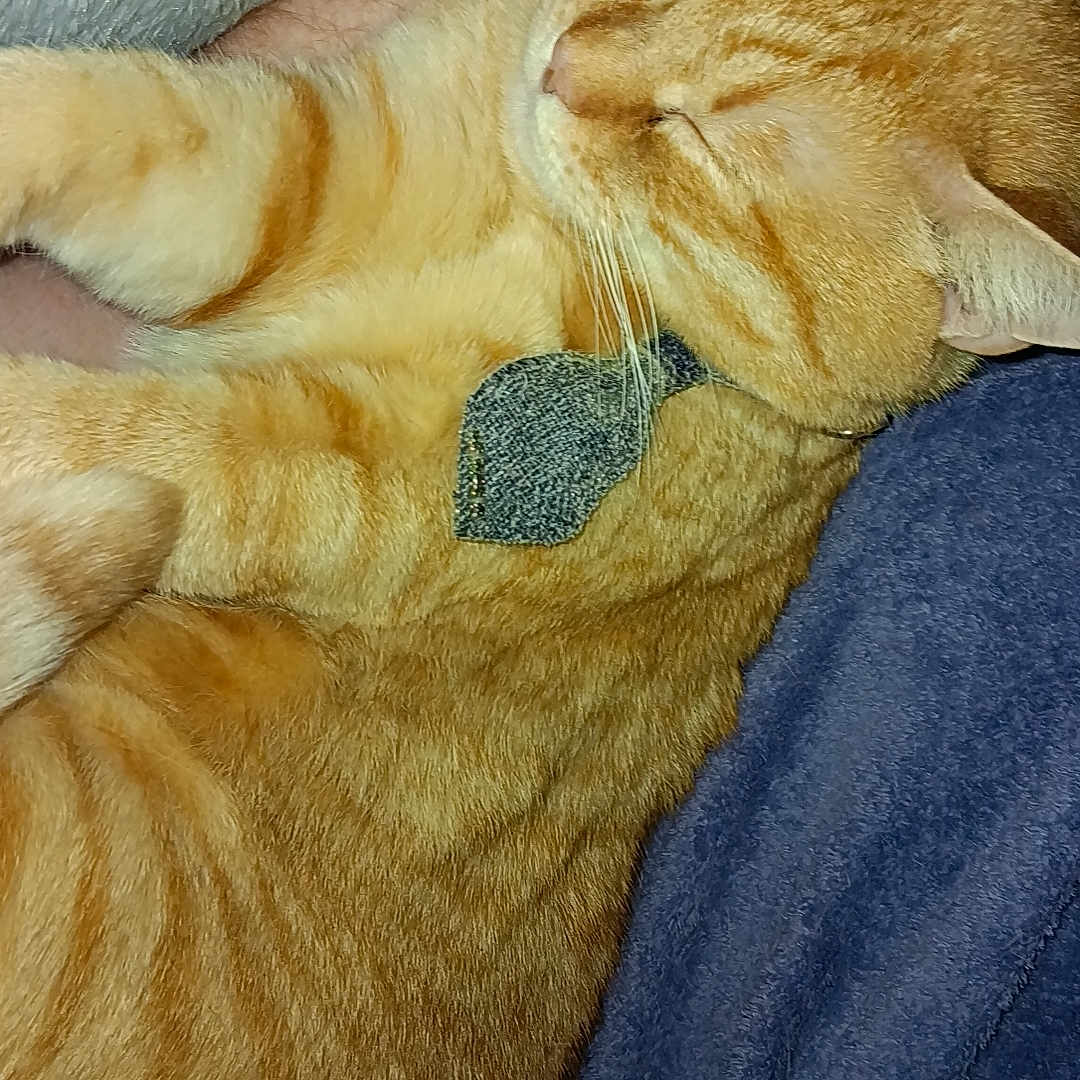 Leo joined the competition — help win amazing prizes! animal, blanket, cat, closeup, comfort, companionship, cozy, cute, domestic_cat, feline, fur, human_arm, indoor, nap, orange_tabby, pet, relaxation, resting, sleeping, whiskers