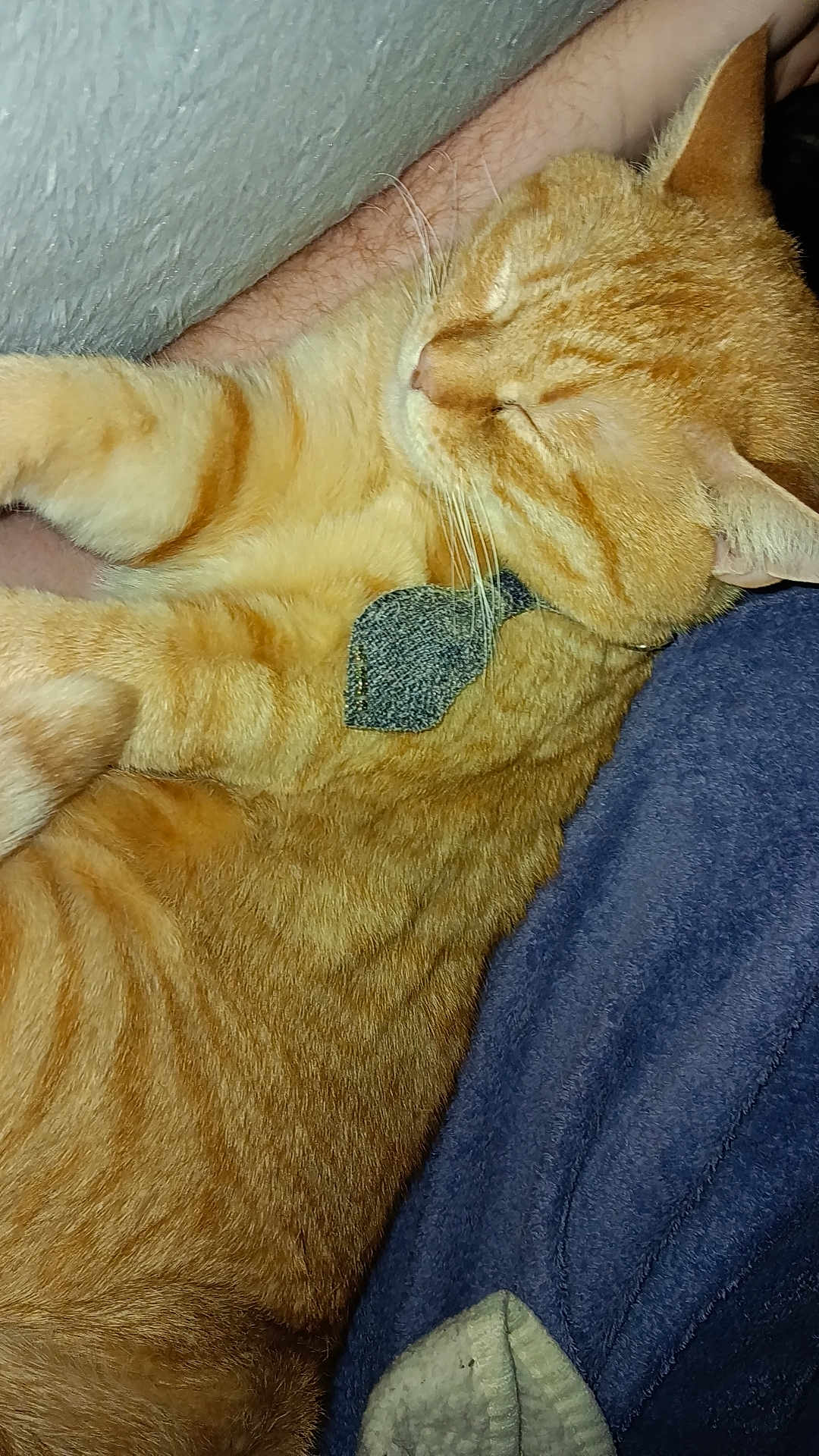 Leo joined the competition — help win amazing prizes! cat, orange_tabby, sleeping, resting, feline, pet, domestic_cat, fur, whiskers, human_arm, blanket, cozy, indoor, closeup, relaxation, cute, animal, companionship, comfort, nap