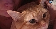 Leo is registered to the contest to win money with this photo: animal, cat, close_up, companion, cozy, eyes, face, feline, fur, head, home, indoor, light, orange_tabby, person, pet, portrait, relaxation, snuggling, whiskers