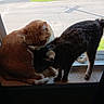 Leo joined the competition — help win amazing prizes! cat, cats, ginger_cat, tabby_cat, windowsill, window, indoor, pet, animal, feline, nuzzling, sunlight, shadow, curtain, domestic, companionship, closeup, cute, two_animals, resting