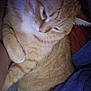 Leo joined the competition — help win amazing prizes! cat, orange_tabby, pet, feline, sleepy, cozy, fur, whiskers, ears, paw, domestic_animal, relaxed, indoor, closeup, soft_texture, blanket, resting, animal, cute, companion