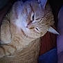 Leo is registered to the contest to win money with this photo: cat, person, orange_tabby, indoor, close_up, snuggling, sleepy, dim_lighting, blue_tint, pet, face, fur, cozy, intimate, cuddling, whiskers, animal, companion, relaxed, portrait