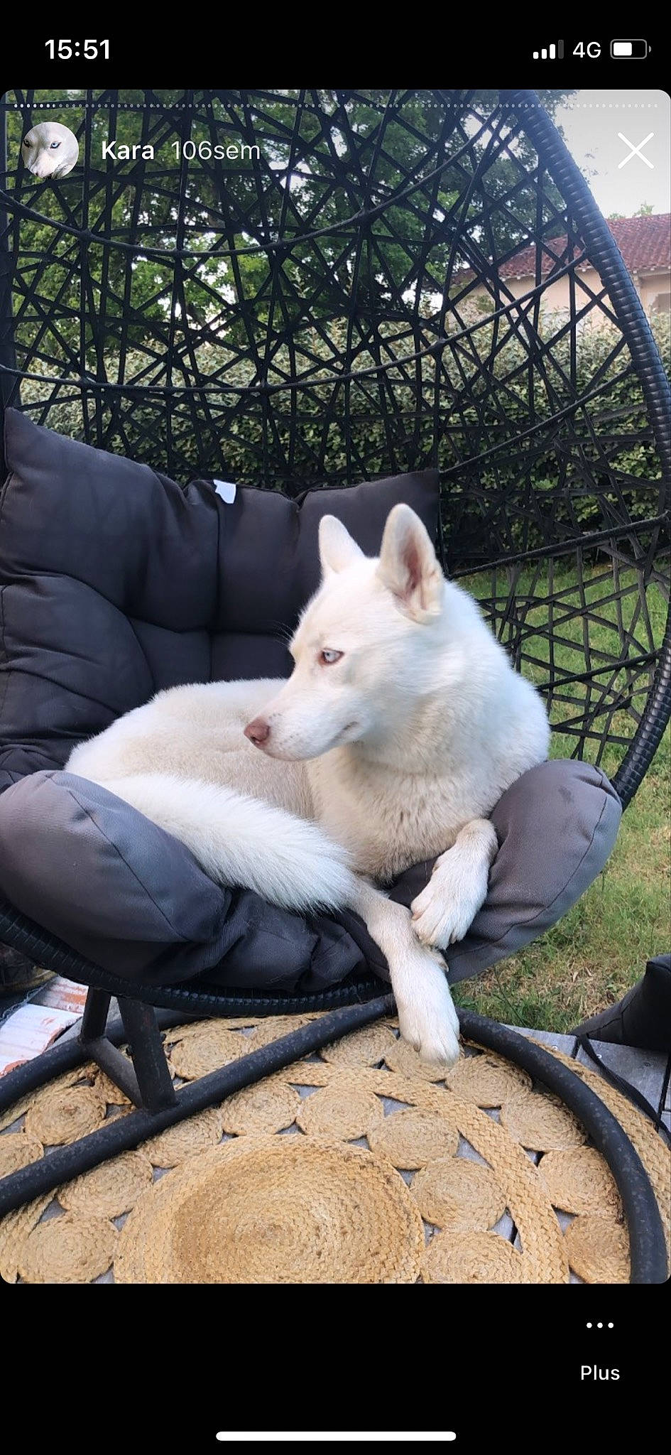 Kara participe au concours pour gagner de l'argent avec cette photo : ancient_dog_breeds, bull_terrier, canidae, carnivore, comfort, companion_dog, dog, dog_breed, fawn, felidae, fur, grass, non_sporting_group, sitting, snout, sporting_group, tail, terrestrial_animal, tree, wildlife