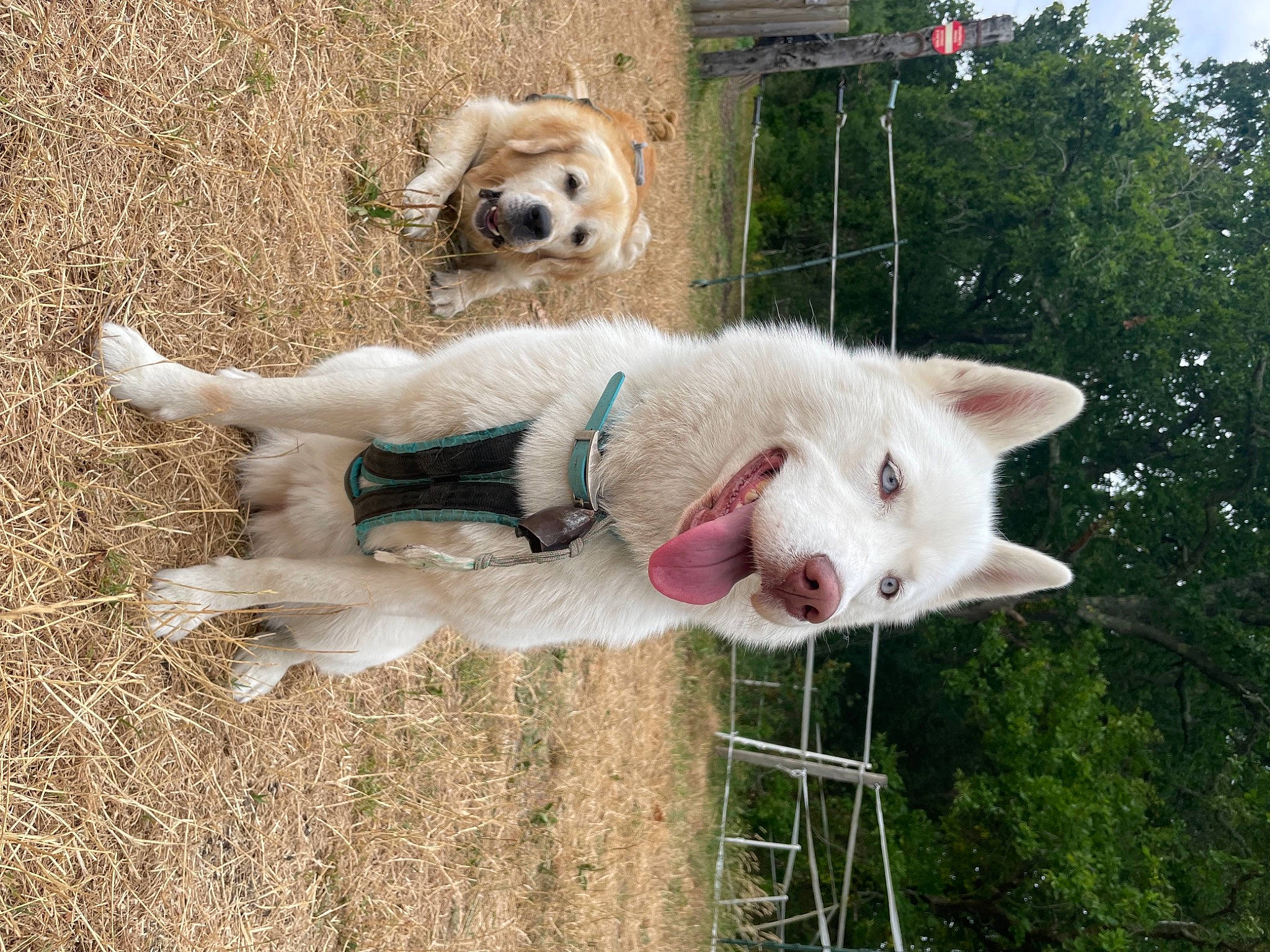 Kara a rejoint le concours — aidez-le/la à gagner de superbes lots ! canidae, carnivore, collar, companion_dog, dog, dog_breed, fang, fawn, felidae, fur, grass, samoyed, snout, sporting_group, tail, terrestrial_animal, tree, whiskers, wildlife, working_animal