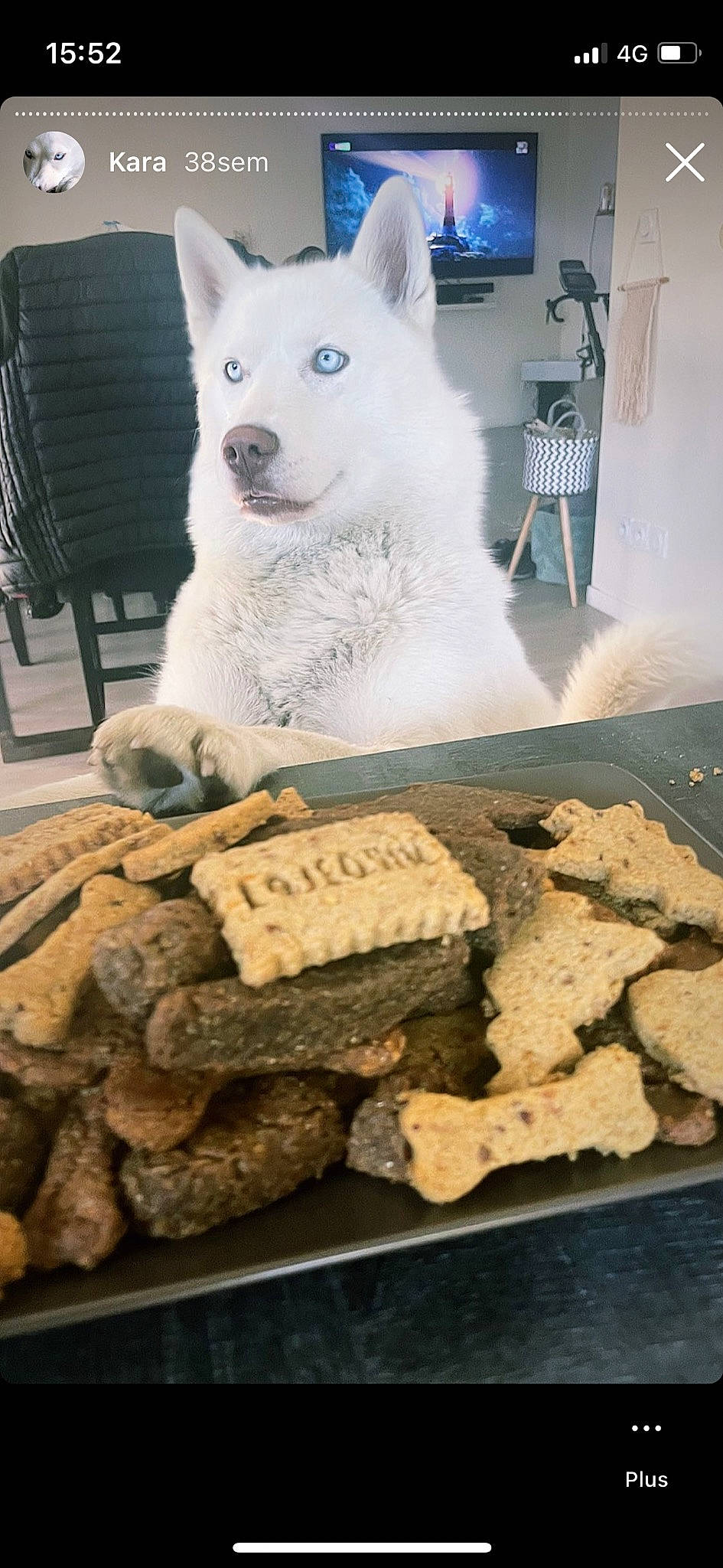 Kara a rejoint le concours — aidez-le/la à gagner de superbes lots ! art, artifact, blue, carnivore, carving, chair, clay, dog_breed, flooring, fur, rock, sculpture, table, terrestrial_animal, tree, visual_arts, wood