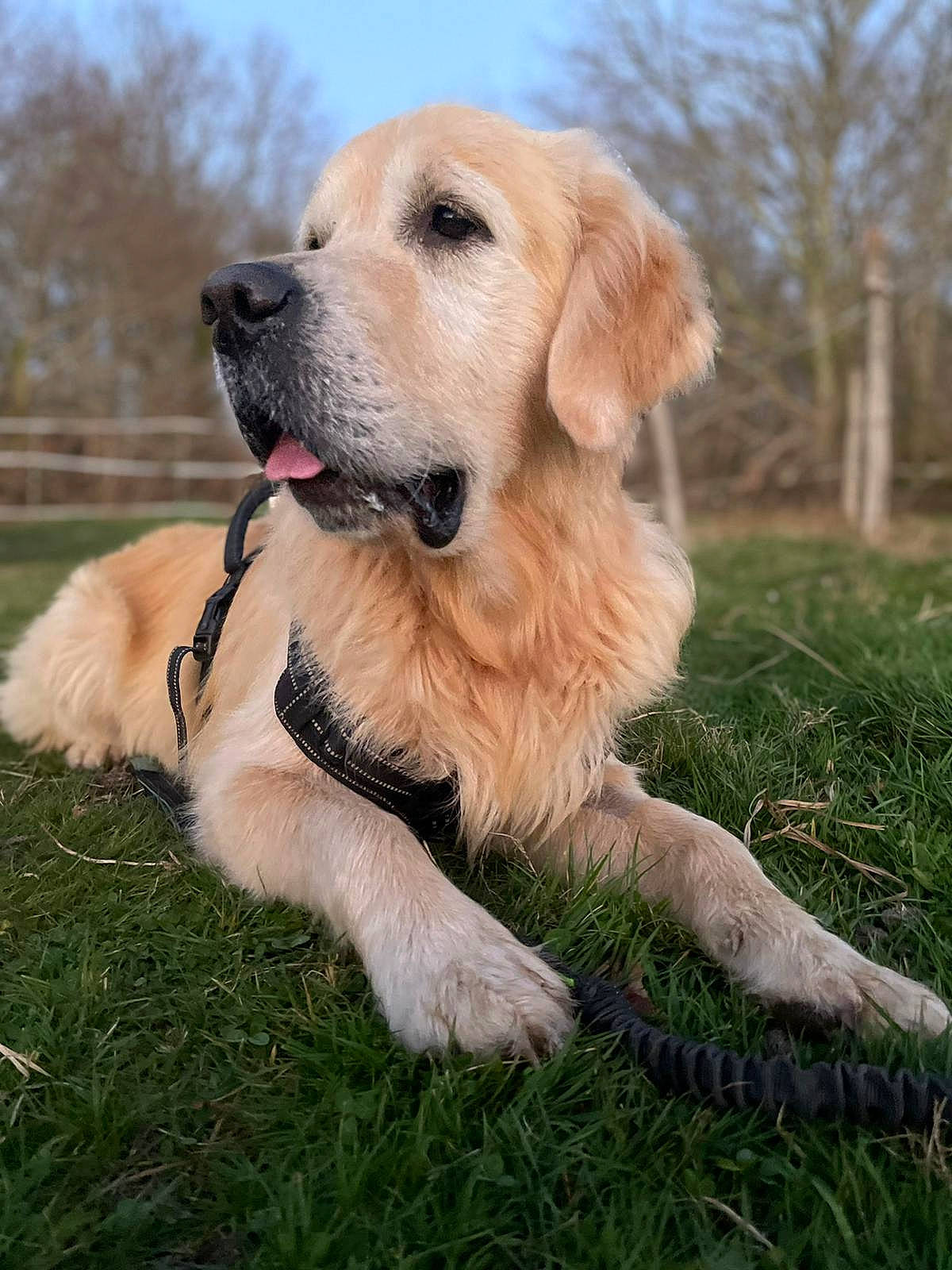 Nash a rejoint le concours — aidez-le/la à gagner de superbes lots ! canidae, carnivore, cloud, companion_dog, dog, dog_breed, fawn, golden_retriever, grass, gun_dog, labrador_retriever, plant, retriever, sky, snout, sporting_group, tail, tree, whiskers, working_dog