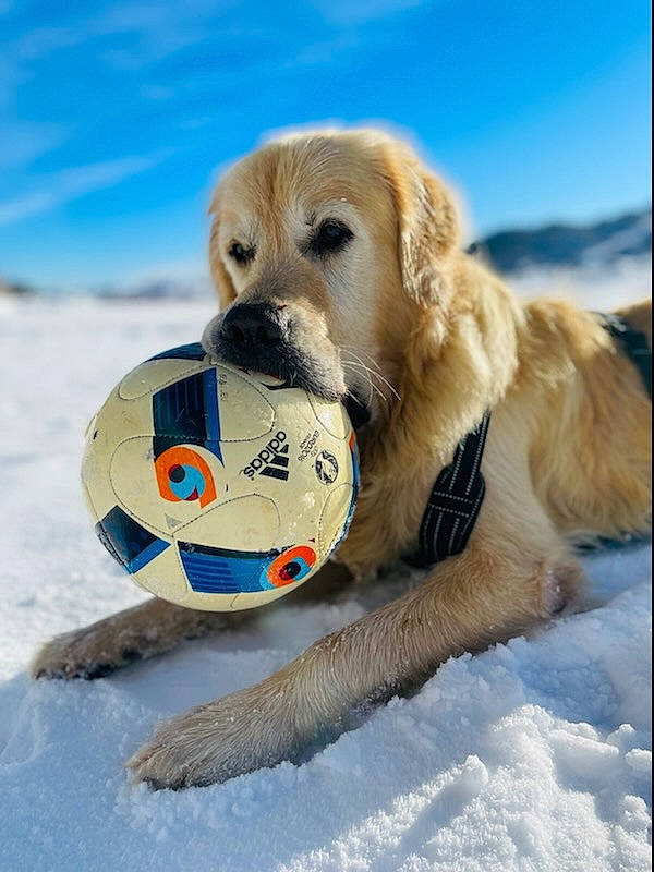 Nash participe au concours pour gagner de l'argent avec cette photo : ball, canidae, carnivore, cloud, companion_dog, dog, dog_breed, dog_supply, dog_toy, football, freezing, golden_retriever, recreation, sky, snout, snow, soccer_ball, sporting_group, tennis_ball, winter