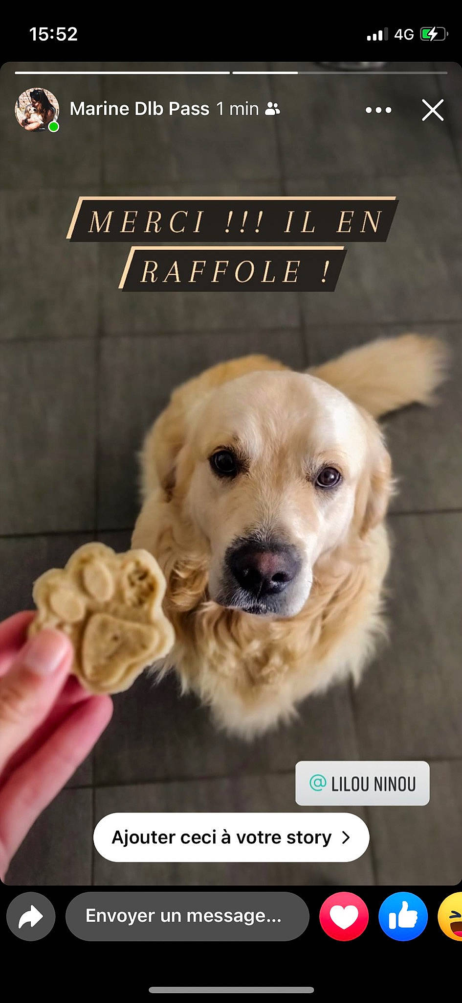 Nash participe au concours pour gagner de l'argent avec cette photo : book_cover, canidae, carnivore, companion_dog, dog, dog_breed, dog_supply, door, fawn, font, fur, paw, pet_supply, photo_caption, publication, recipe, snout, sporting_group, whiskers, working_animal