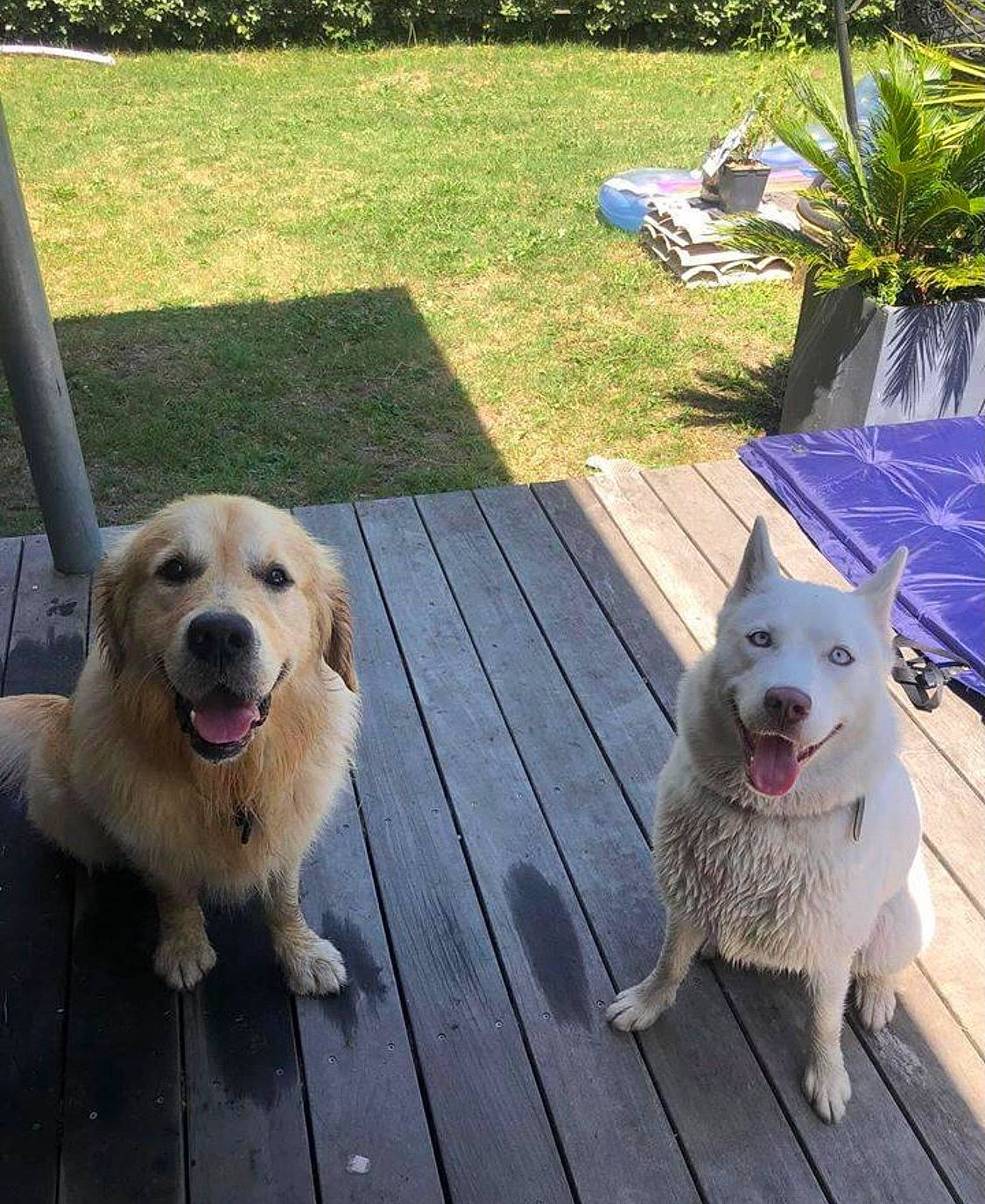 Nash participe au concours pour gagner de l'argent avec cette photo : canidae, carnivore, companion_dog, deck, dog, dog_breed, dog_collar, fawn, flooring, grass, hardwood, outdoor_furniture, pet_supply, plant, puppy, snout, sporting_group, tail, wood, working_animal