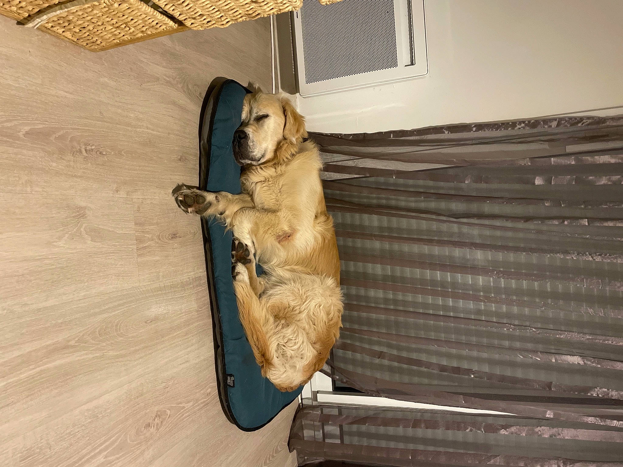 Nash participe au concours pour gagner de l'argent avec cette photo : canidae, carnivore, comfort, companion_dog, dog, dog_breed, fawn, felidae, flooring, fur, golden_retriever, hardwood, pet_supply, retriever, small_to_medium_sized_cats, snout, tail, wood, wood_flooring, working_animal