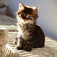 Balthazar participe au concours pour gagner de l'argent avec cette photo : kitten, cat, pet, fur, animal, cute, young, indoors, sunlight, bed, blanket, soft, texture, feline, whiskers, small, adorable, cozy, curious, portrait