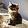 Balthazar