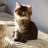 kitten, cat, pet, fur, animal, cute, young, indoors, sunlight, bed, blanket, soft, texture, feline, whiskers, small, adorable, cozy, curious, portrait