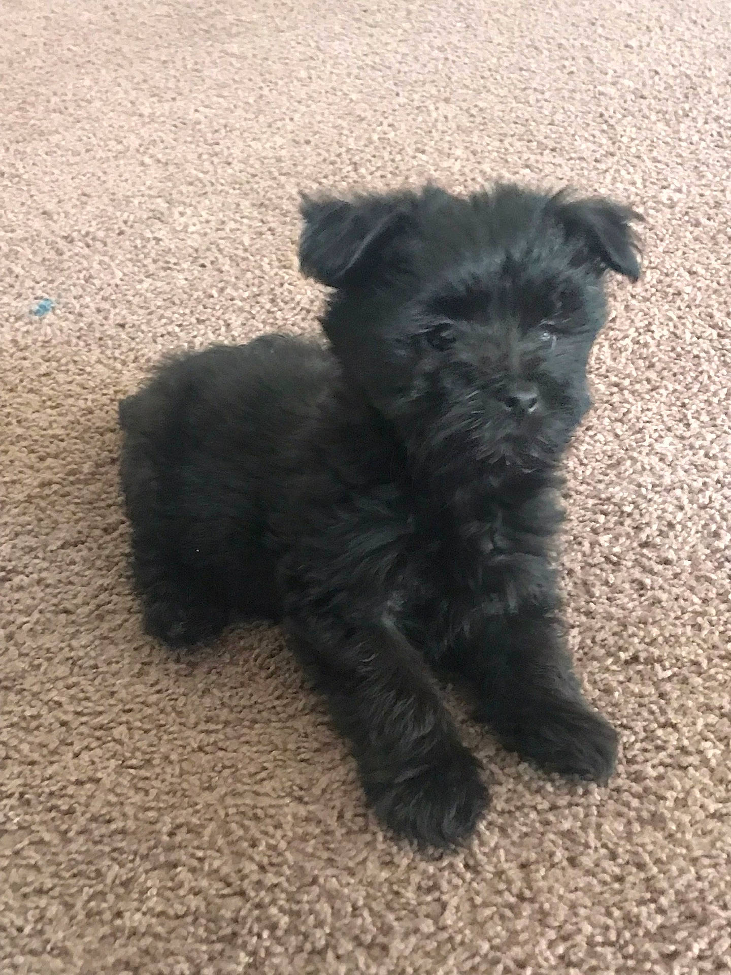 affenpinscher, animal, canine, cockerspaniel, dog, pet, poodle, puppy, terrier, whitedog