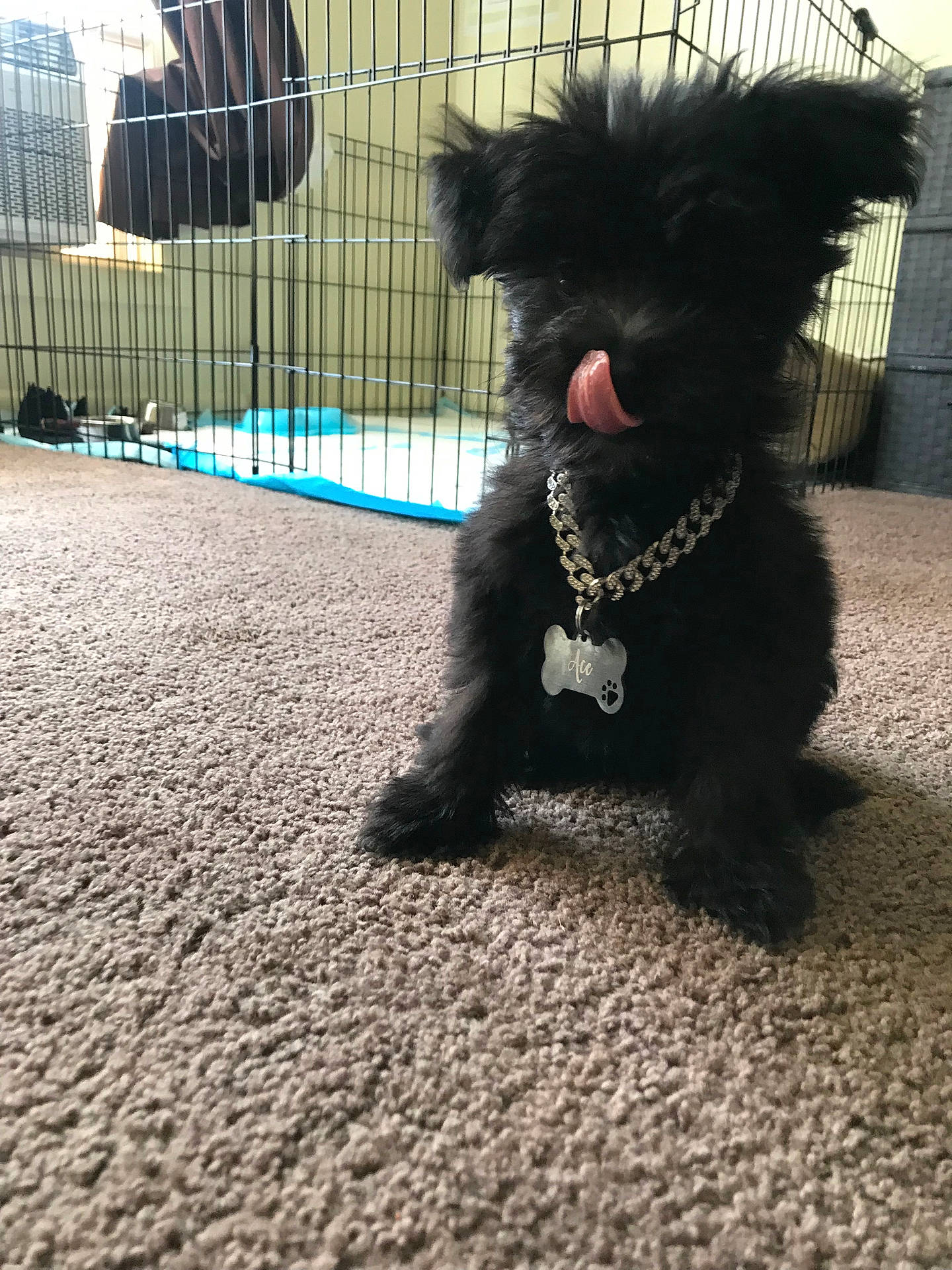 accessories, adult, affenpinscher, animal, canine, collar, den, dog, doghouse, female, indoors, leash, person, pet, poodle, puppy, strap, terrier, whitedog, woman