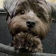 Ace is registered to the contest to win money with this photo: adorable, close_up, couch, curious, dog, eyes, fluffy, fur, indoor, lock_screen, nose, notification, paw, pet, portrait, puppy, smartphone, status_bar, time_widget, wallpaper