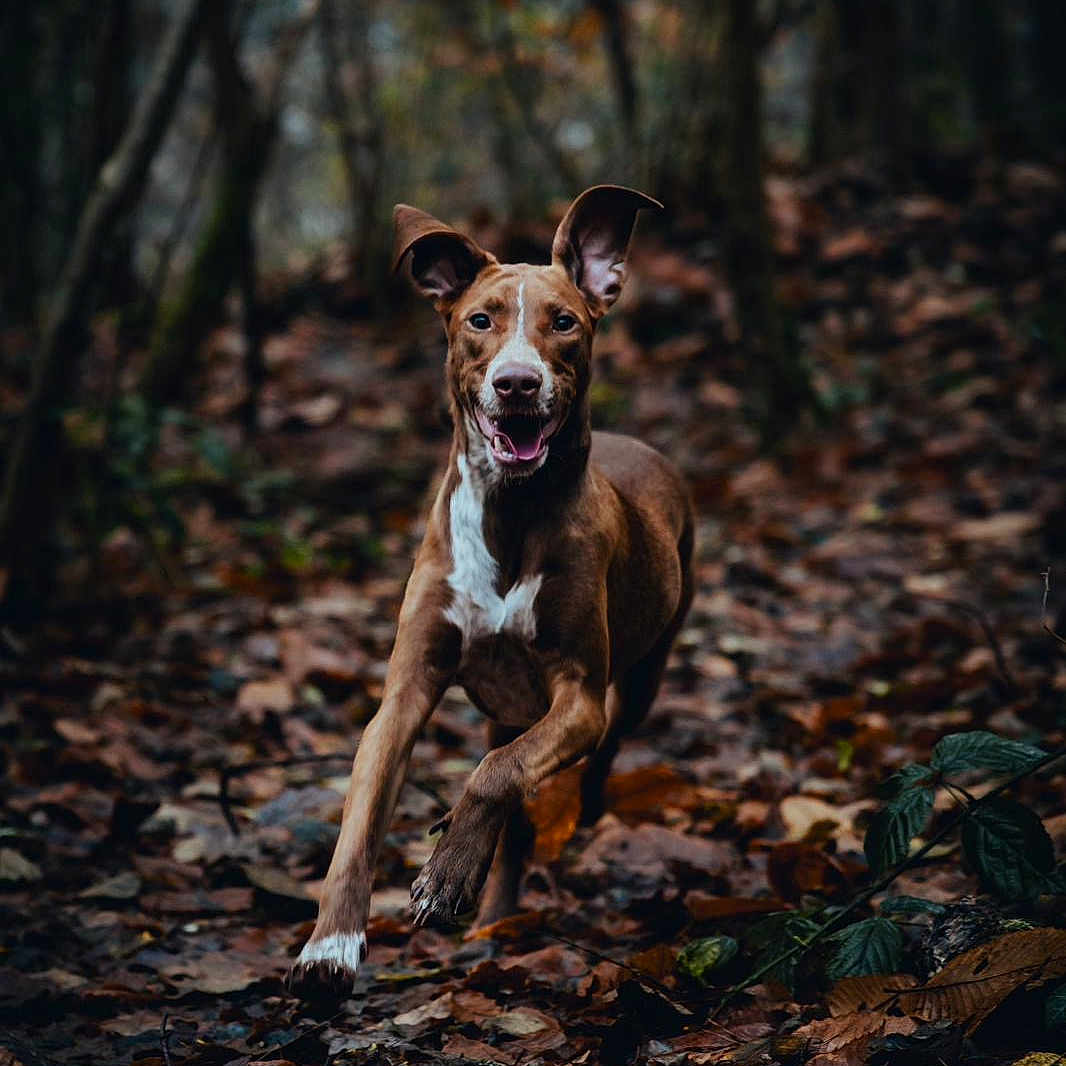 Vici a rejoint le concours — aidez-le/la à gagner de superbes lots ! animal, autumn, brown_dog, canine, daylight, dog, ears, forest, happy, leaves, mammal, motion, nature, outdoor, playful, running, tongue, trees, wildlife, woods