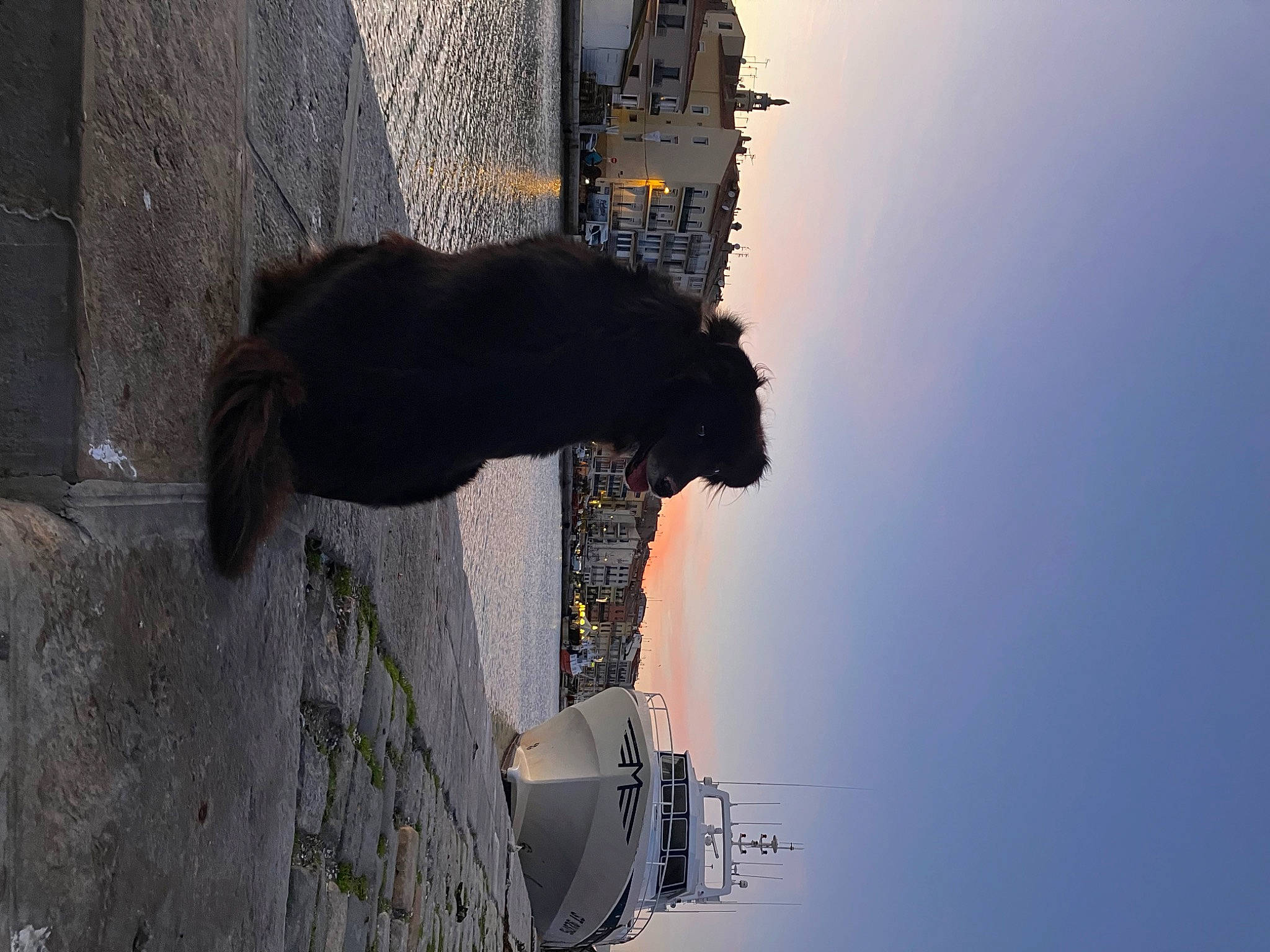 Rio a rejoint le concours — aidez-le/la à gagner de superbes lots ! art, building, fur, heat, reflection, road_surface, sculpture, shadow, sky, sporting_group, tail, tints_and_shades, water, window, wood