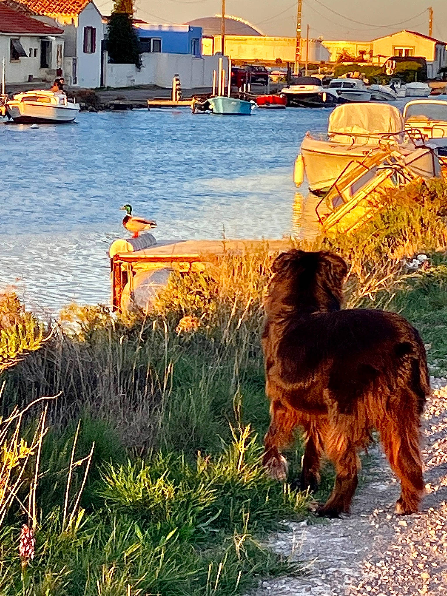 Rio participe au concours pour gagner de l'argent avec cette photo : boat, body_of_water, building, carnivore, companion_dog, dog, dog_breed, fawn, grass, house, lake, leisure, light, morning, plant, sky, summer, tail, water, watercraft