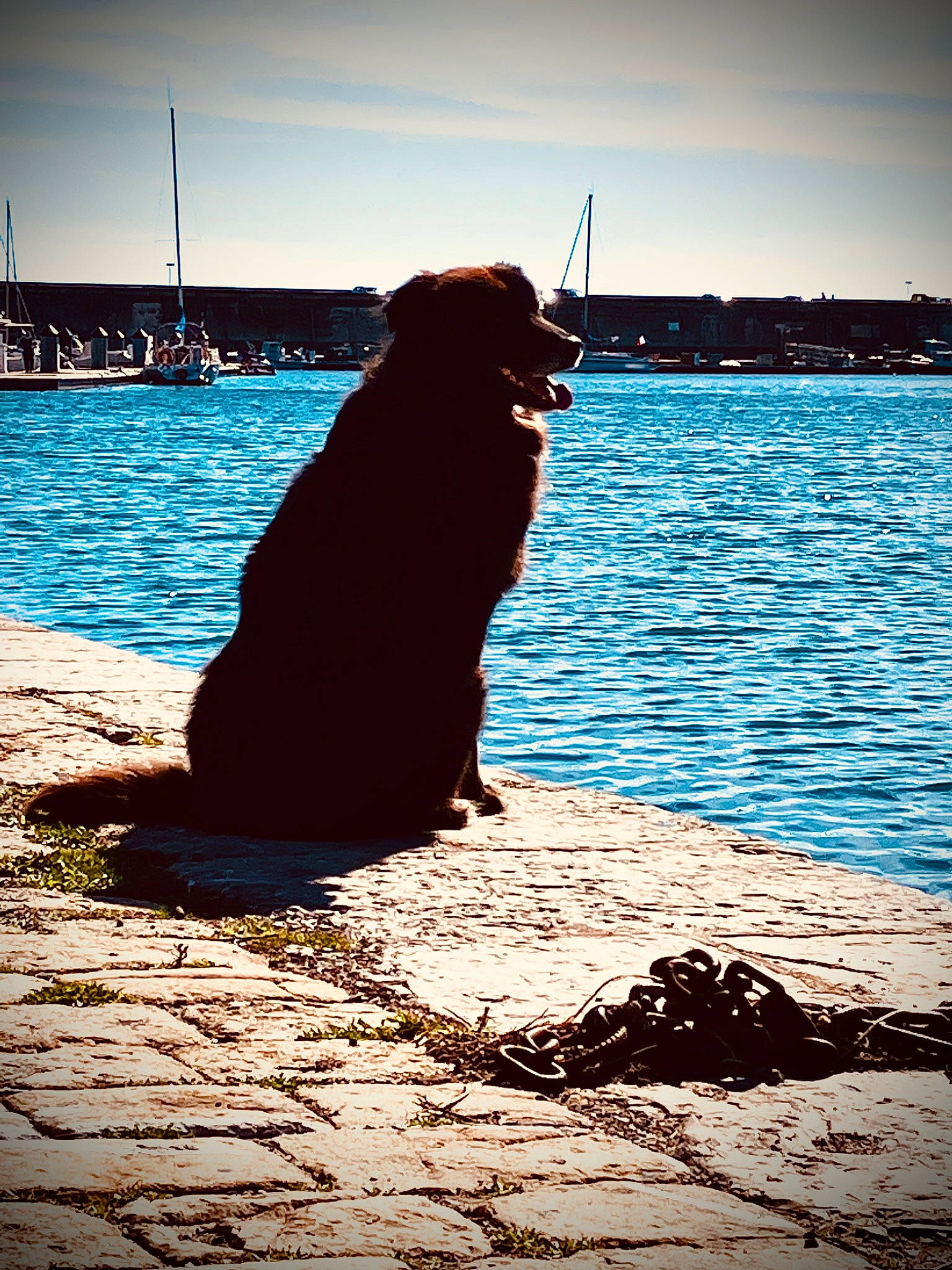 Rio participe au concours pour gagner de l'argent avec cette photo : backlighting, carnivore, dog, dog_breed, dusk, electric_blue, happy, horizon, lake, light, morning, people_in_nature, plant, sky, sunglasses, sunlight, sunset, tints_and_shades, tree, water