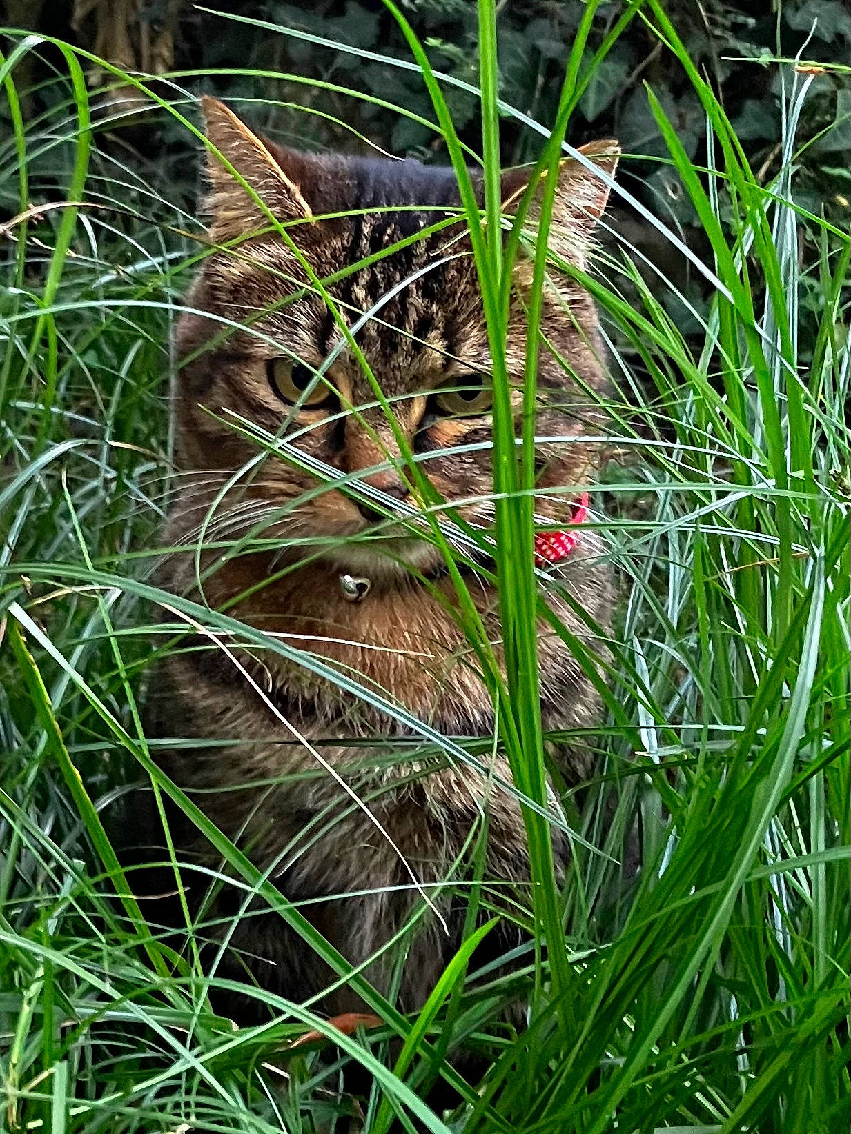 Yuka a rejoint le concours — aidez-le/la à gagner de superbes lots ! carnivore, cat, felidae, flowering_plant, fur, grass, grass_family, groundcover, pattern, plant, poales, small_to_medium_sized_cats, tail, terrestrial_animal, terrestrial_plant, trunk, vertebrate, whiskers, wildlife, wood