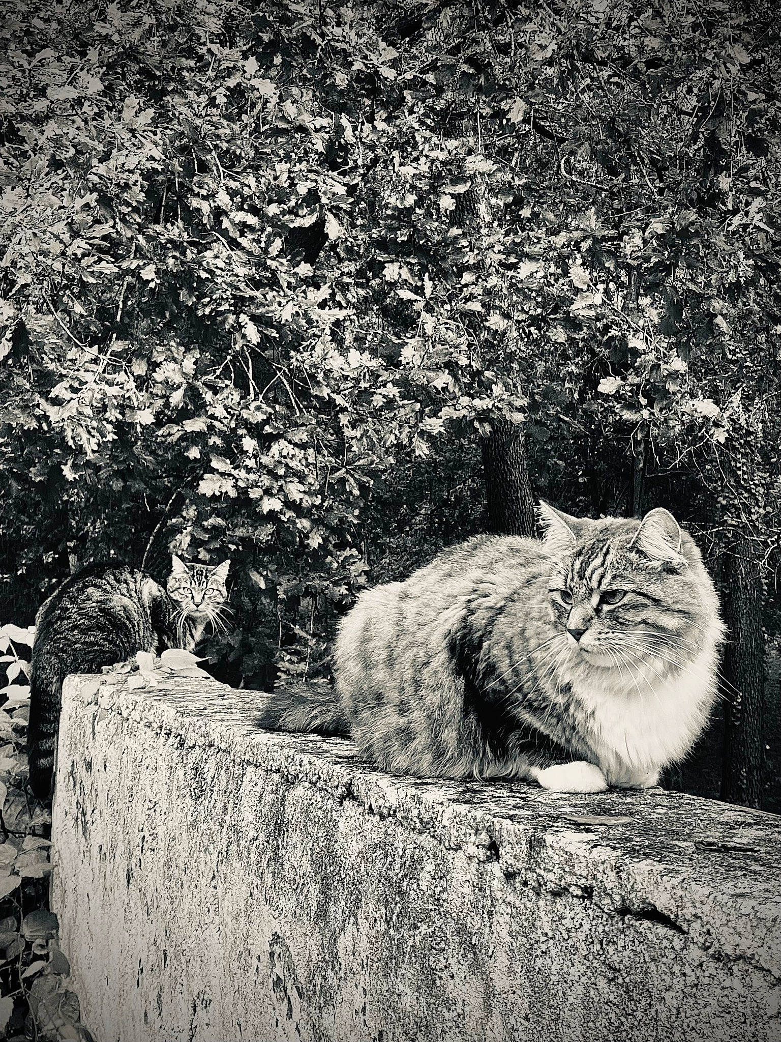 Patcha a rejoint le concours — aidez-le/la à gagner de superbes lots ! asphalt, black_and_white, carnivore, cat, felidae, grass, grey, groundcover, monochrome, monochrome_photography, plant, road_surface, small_to_medium_sized_cats, snout, style, tail, terrestrial_animal, tree, whiskers, wood
