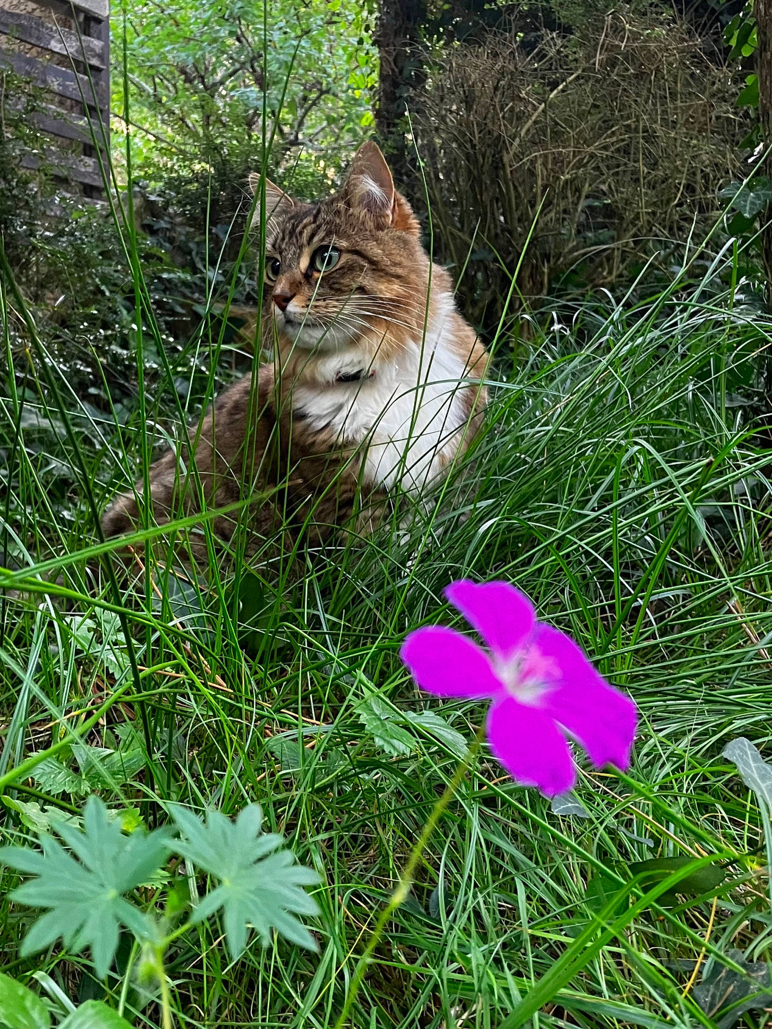 Patcha a rejoint le concours — aidez-le/la à gagner de superbes lots ! carnivore, cat, fawn, felidae, flower, flowering_plant, grass, grass_family, groundcover, herbaceous_plant, leaf, petal, plant, plant_community, shrub, small_to_medium_sized_cats, terrestrial_animal, terrestrial_plant, vegetation, whiskers