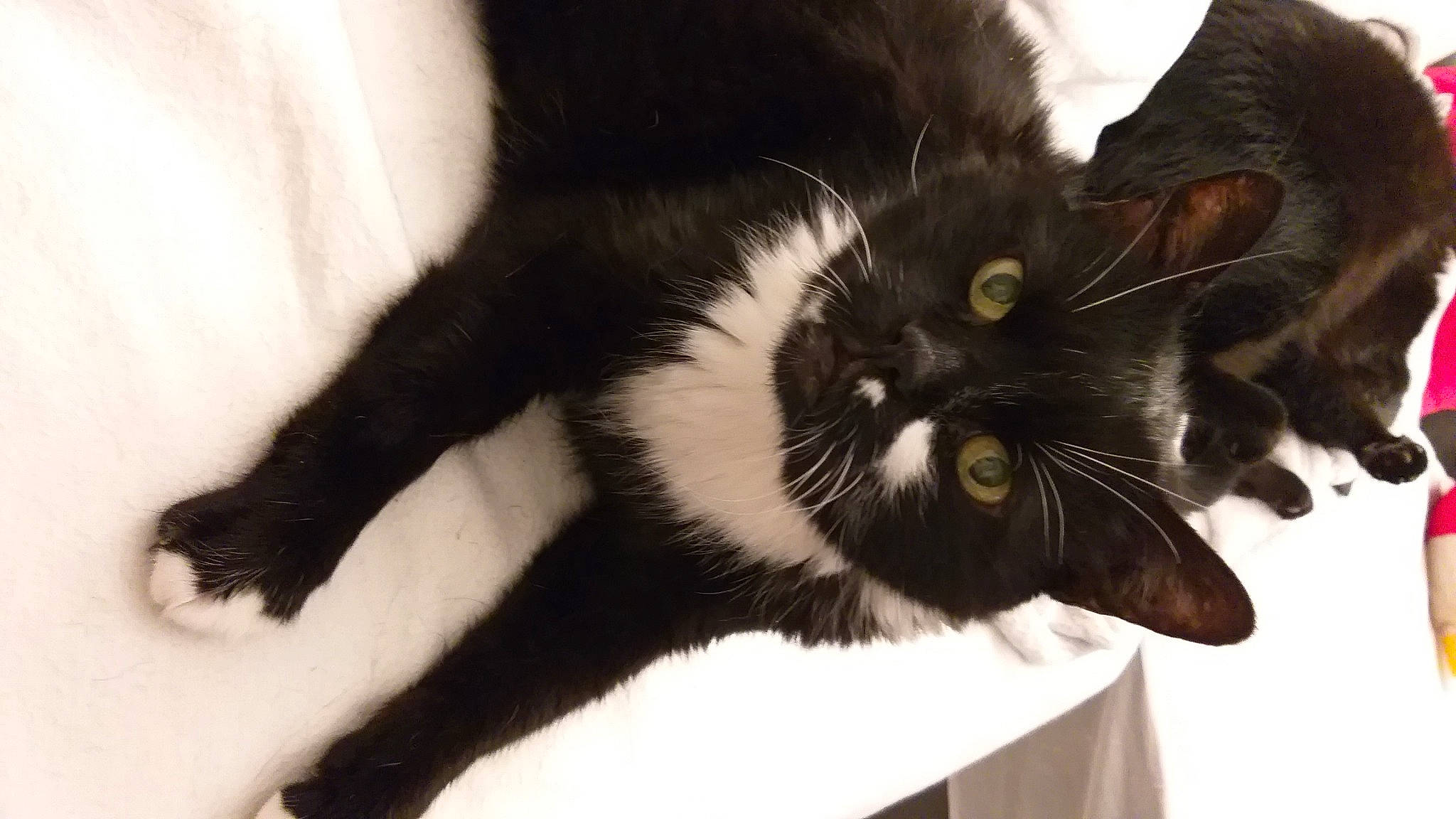 Winny a rejoint le concours — aidez-le/la à gagner de superbes lots ! black_cat, carnivore, cat, claw, domestic_long_haired_cat, ear, felidae, fur, kitten, mammal, norwegian_forest_cat, oriental_longhair, paw, polydactyl_cat, small_to_medium_sized_cats, snout, tail, whiskers