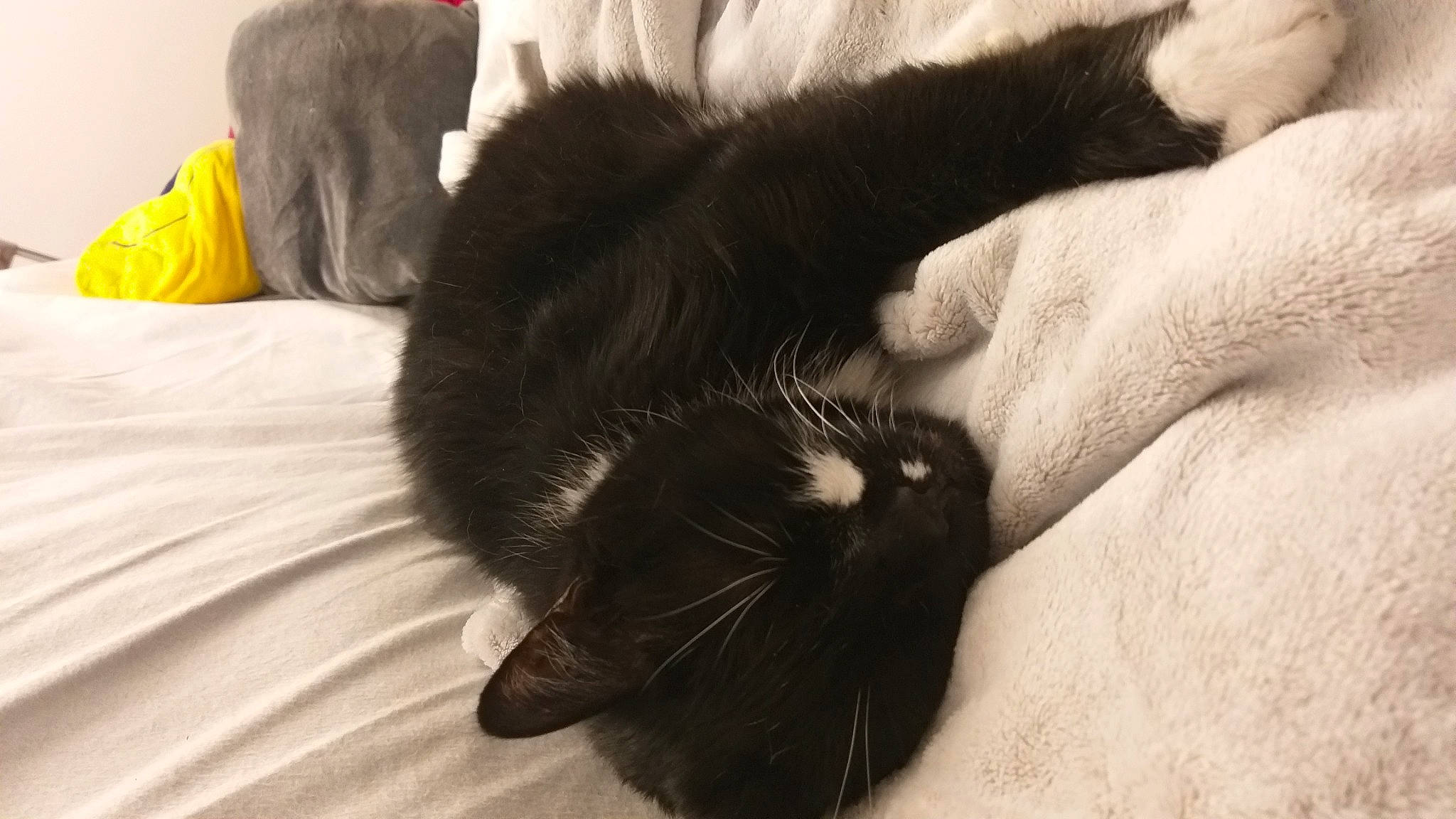 Winny a rejoint le concours — aidez-le/la à gagner de superbes lots ! black_cat, carnivore, cat, claw, domestic_long_haired_cat, ear, felidae, fur, long_hair, norwegian_forest_cat, small_to_medium_sized_cats, tail, whiskers