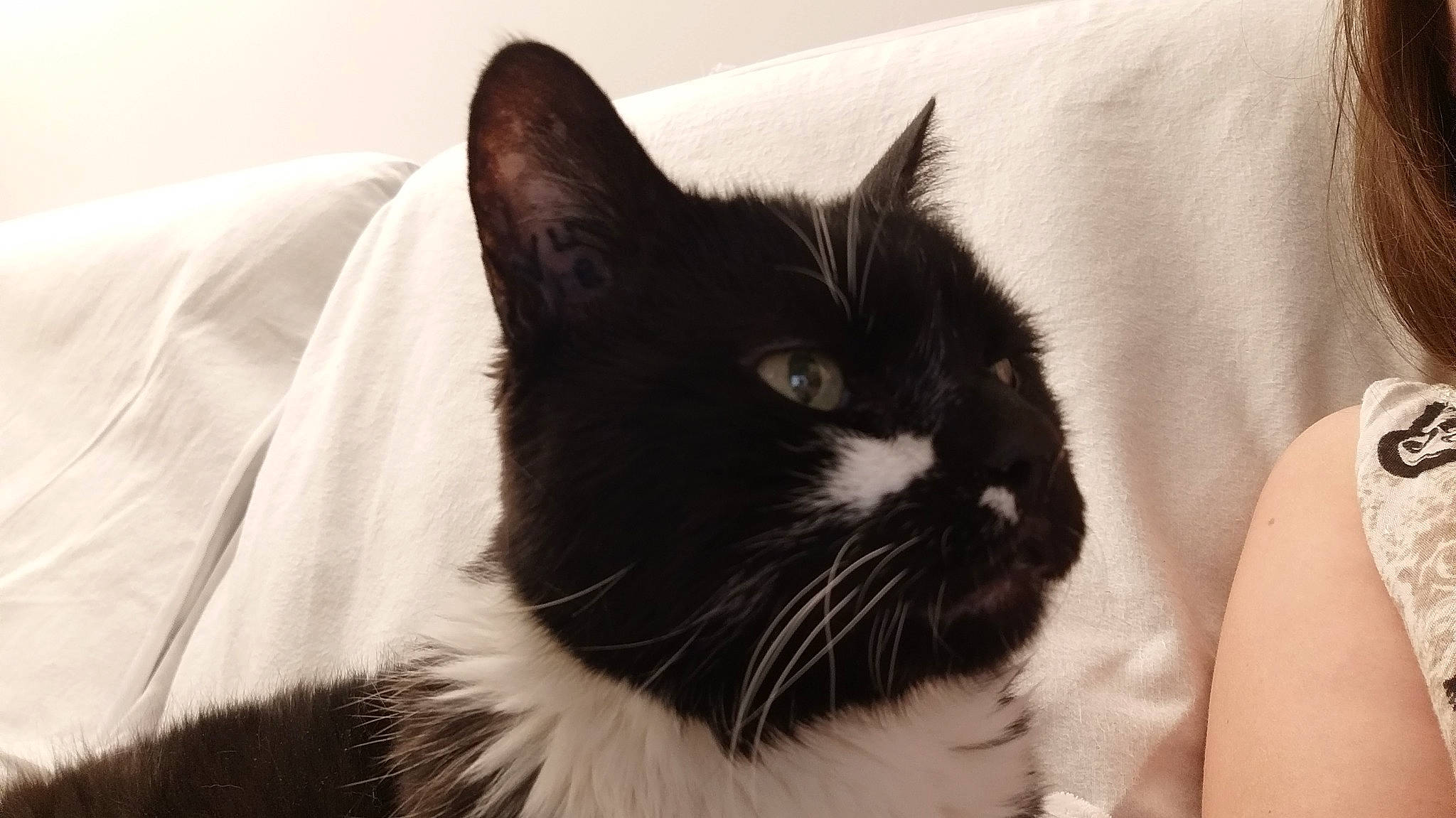 Winny a rejoint le concours — aidez-le/la à gagner de superbes lots ! black, black_and_white, black_cat, carnivore, cat, ear, eye, felidae, fur, kitten, mammal, norwegian_forest_cat, pillow, small_to_medium_sized_cats, snout, tail, whiskers