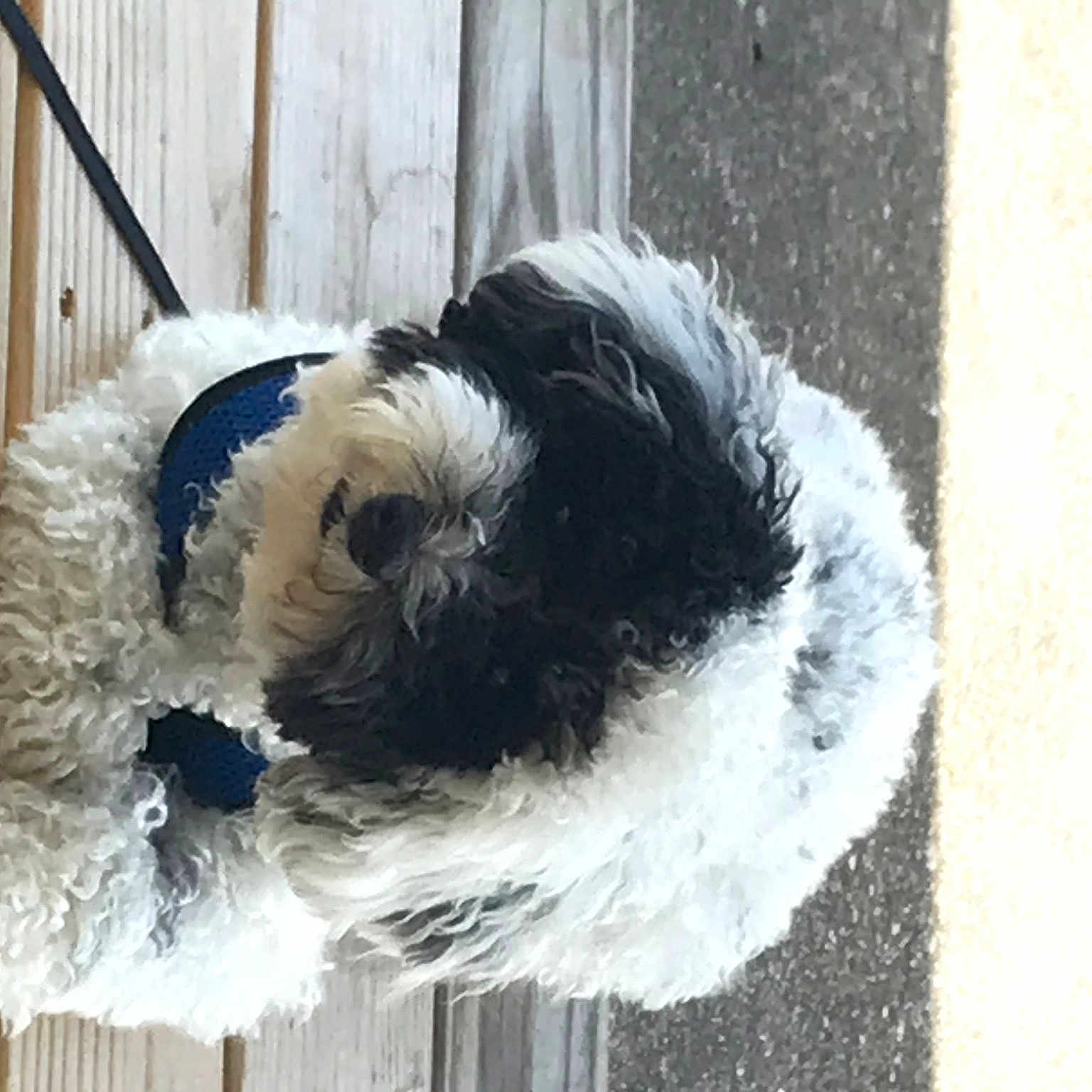 Deacon is registered to the contest to win money with this photo: canidae, carnivore, collar, companion_dog, dog, dog_breed, dog_collar, dog_supply, door, fur, pet_supply, small_terrier, snout, sporting_group, tail, terrier, toy_dog, window, wood, working_animal