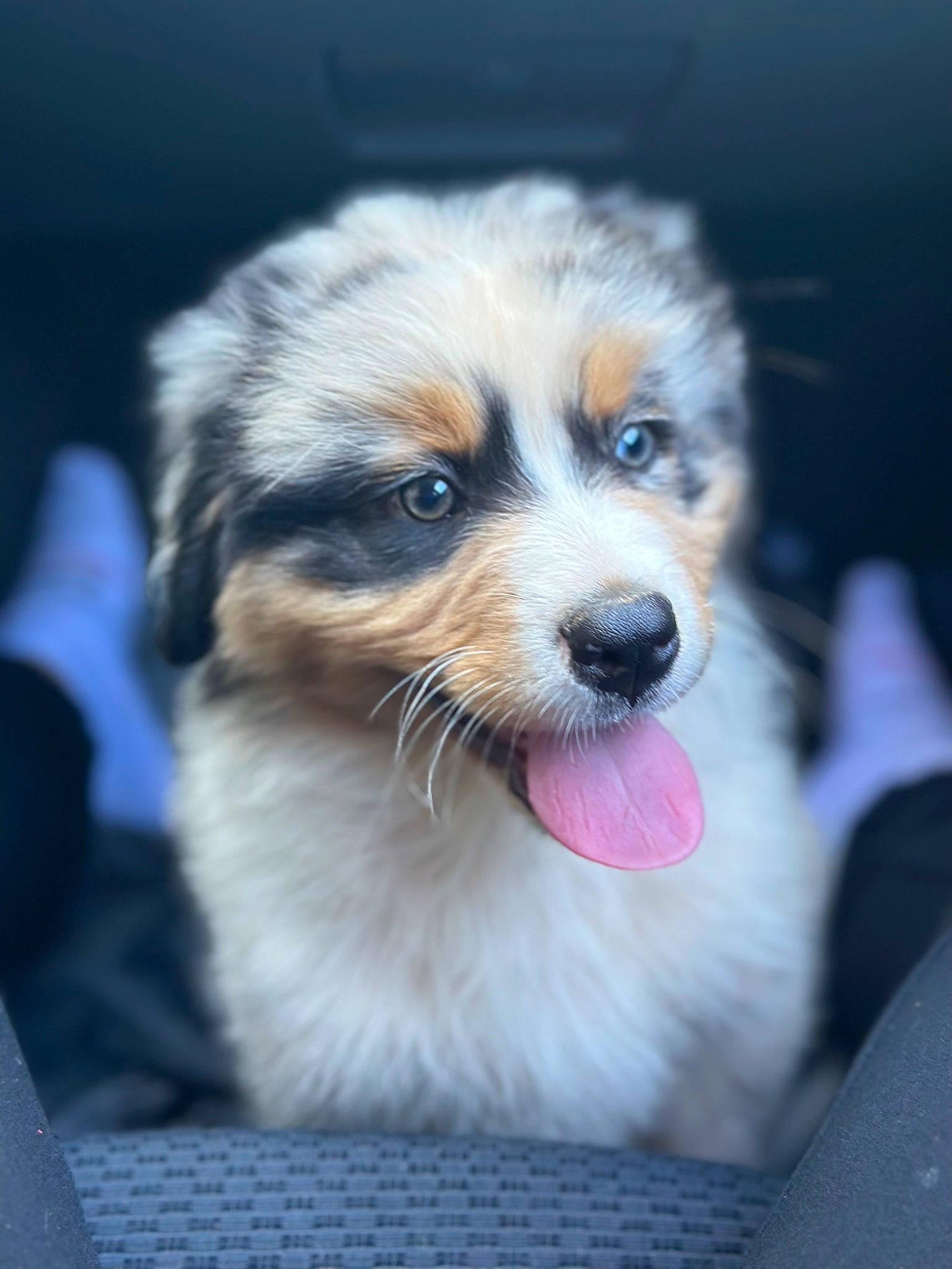 Vaïko participe au concours pour gagner de l'argent avec cette photo : ball, canidae, carnivore, companion_dog, dog, dog_breed, fur, miniature_australian_shepherd, recipe, small_terrier, snout, sporting_group, terrestrial_animal, terrier, toy_dog, whiskers, working_dog